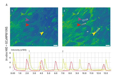 Figure A depicts snapshots of live imaging of neural activity in HIOs+ENS. Colored arrows point to cells whose pixel intensity was measured over time. The graph measures fluorescence values over time.